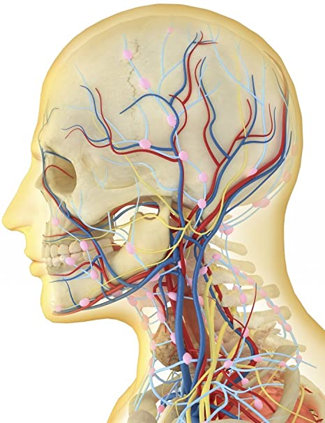 Terapia Neural, Sanación Integral: Tu Viaje hacia la Salud Holística