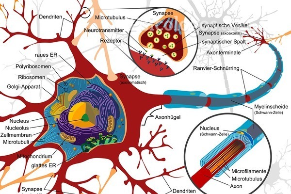 Terapia Neural, Sanación Integral: Tu Viaje hacia la Salud Holística